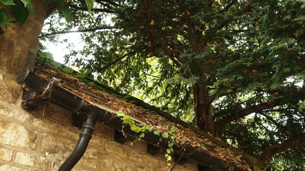 Black gutter full of dry leaves on an old stone wall under a tree