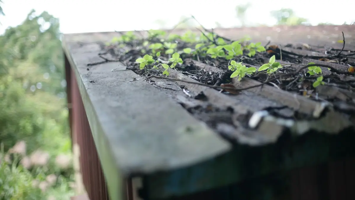 Small plants growing out of a weathered, blocked gutter