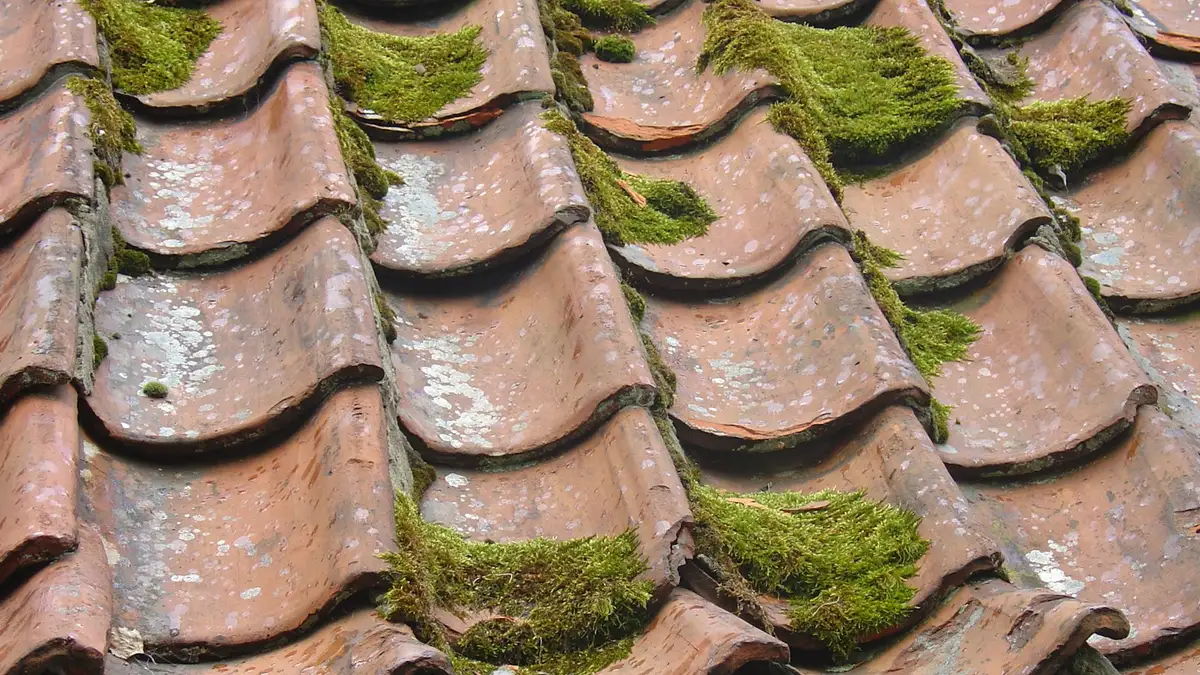 Moss growing between old clay roof tiles